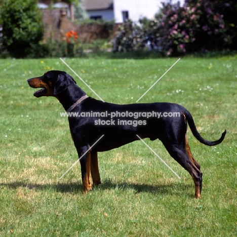 undocked dobermann standing on grass 