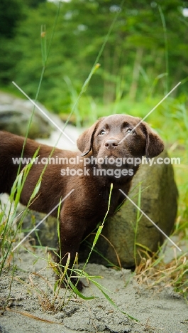 Chocolate Labrador Retriever puppy standing at the beach