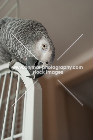 African Grey Parrot on top of cage