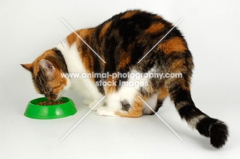 non pedigree tortie and white cat eating food from green bowl, full body