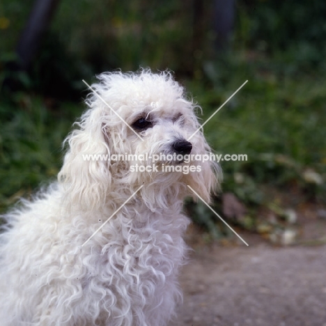 bichon bolognese head shot