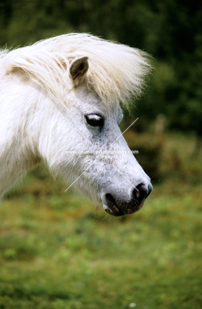 shetland pony, head