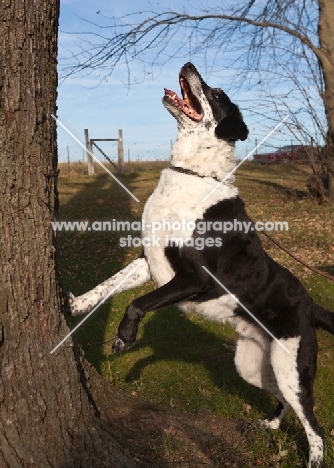 dog barking up a tree