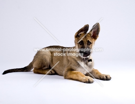 German Shepherd Dog puppy