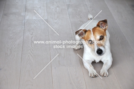 Jack Russell terrier lying on floor