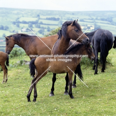 windfall of shilstone rocks, dartmoor mare standing over her foal in group on the moor