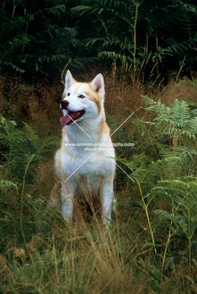 ch forstal's noushka, siberian husky sitting in backen and grasses