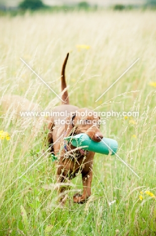 Hungarian Vizsla retrieving