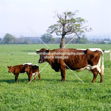 gloucester cow with two calves