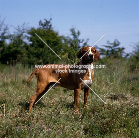 bailo d'albergaria, portuguese pointer standing in grass