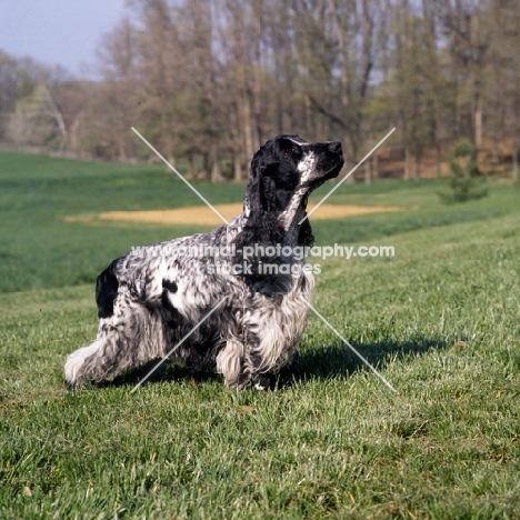 english cocker spaniel, usa trim, standing in a field