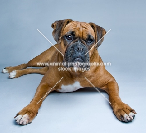 Boxer lying down in the studio