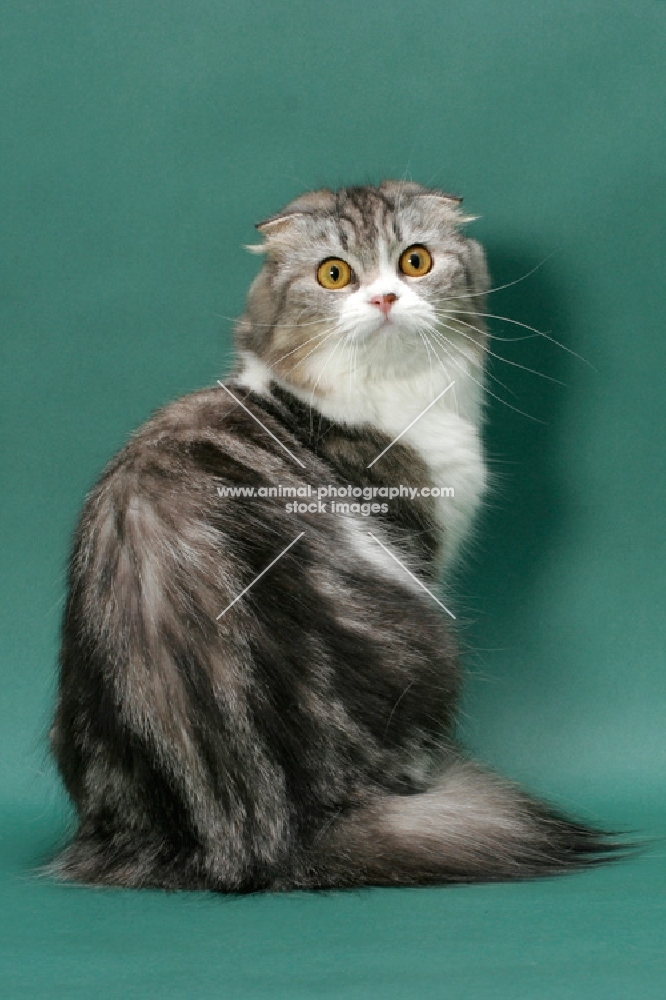 Silver Classic Tabby & White Scottish Fold Longhair, back view