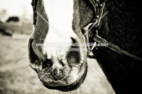 Thoroughbred's nose