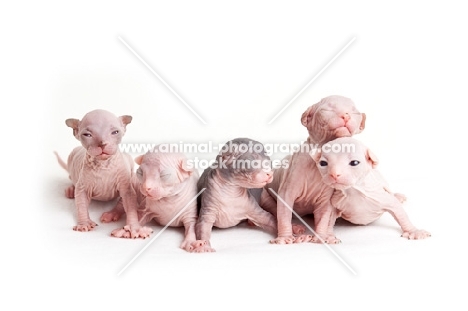 litter 1 week old Sphynx kittens