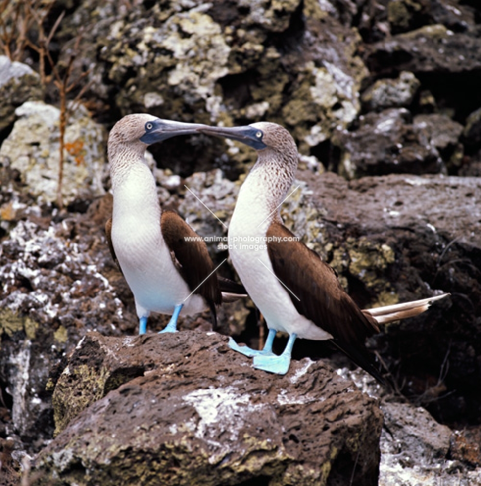two blue footed boobies in courtship dance, champion island, galapagos 