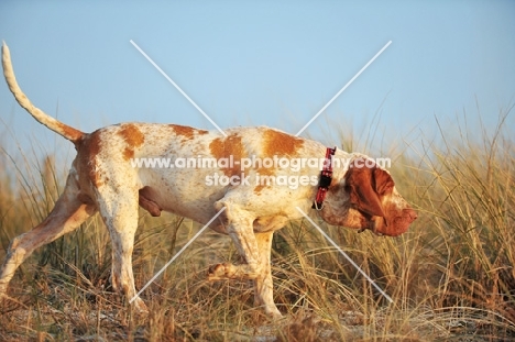 Bracco Italiano (Italian Pointing Dog) walking