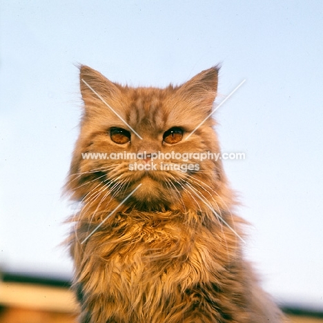 red tabby long hair cat, out of coat