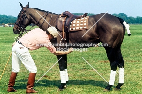 man checking girths on polo pony at smiths lawn