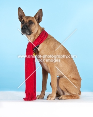 Cross Bred Dog wearing scarf
