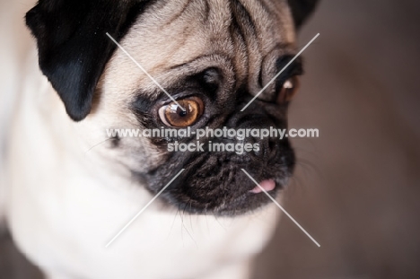 fawn Pug, close up