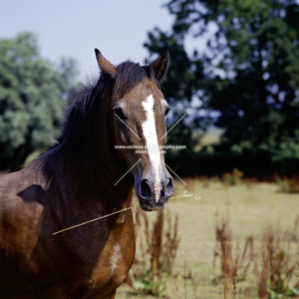 taffy, 24 y.o. welsh cob, chewing grass straw