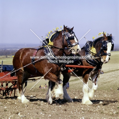shire horses working in spring