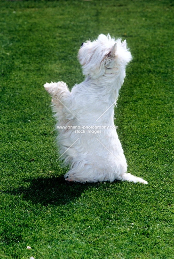 side view of  west highland white terrier begging