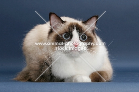 Seal Point Bi-Color ragdoll