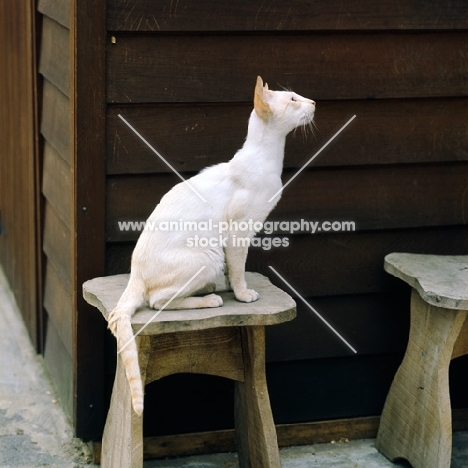 ch pitapat shane, red point siamese cat 