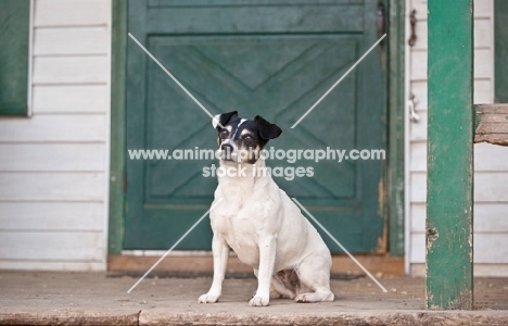 Rat Terrier on porch