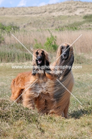 two Afghan Hounds standing near dune