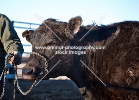 black Aberdeen Angus