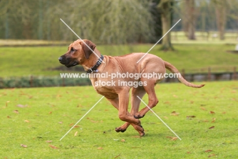 Rhodesian Ridgeback, running