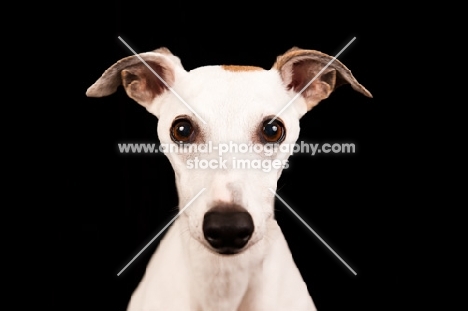 Whippet staring into camera