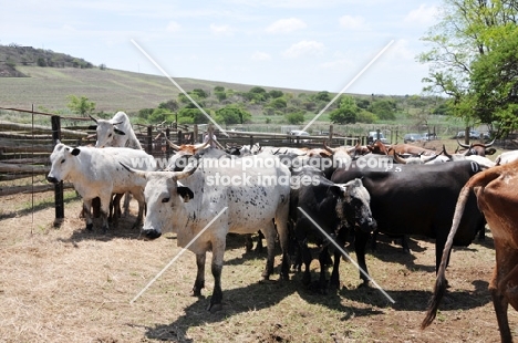 Nguni Cattle