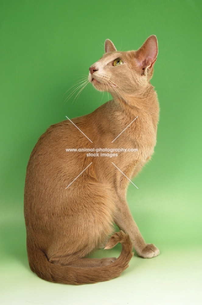 fawn oriental shorthair cat