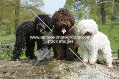 three Spanish Water Dogs, three different colours