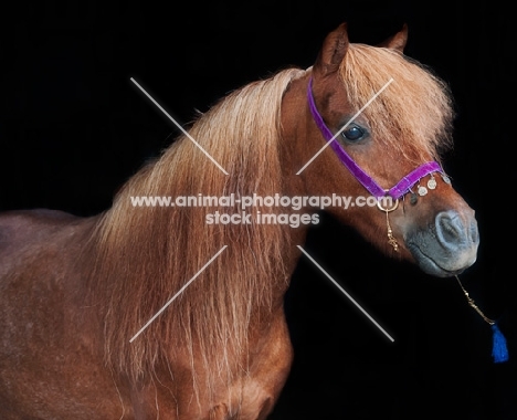 one falabella stallion on black background