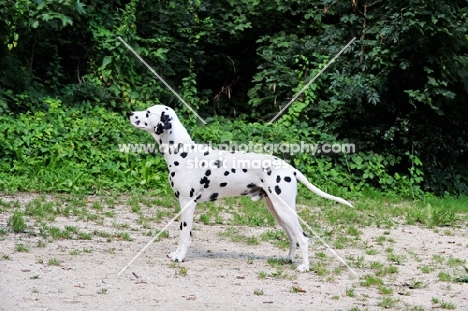 black spotted Dalmatian 