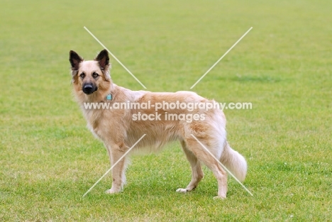 Garafiano, herder of the canarian island La Palma, on grass