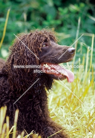 Irish Water Spaniel looking ahead