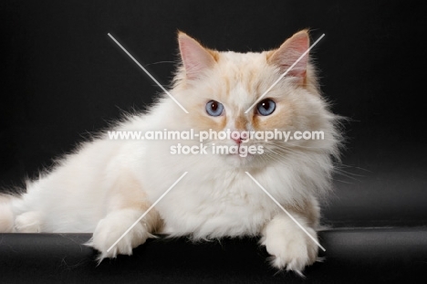 Red Point & White Ragamuffin on grey background, looking away