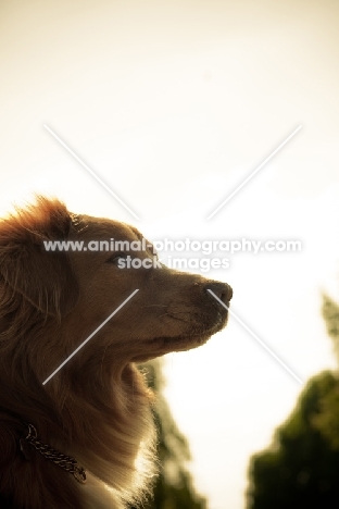 Nova Scotia Duck Tolling Retriever in sunset