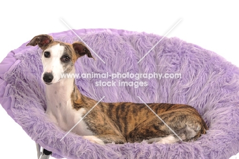 Whippet resting in purple chair or bed