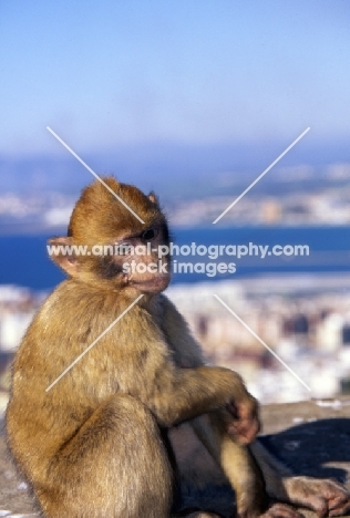 Gibraltar Barbary Macaques Ape sitting and looking down