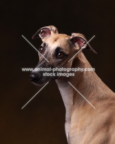 Whippet head study on brown background