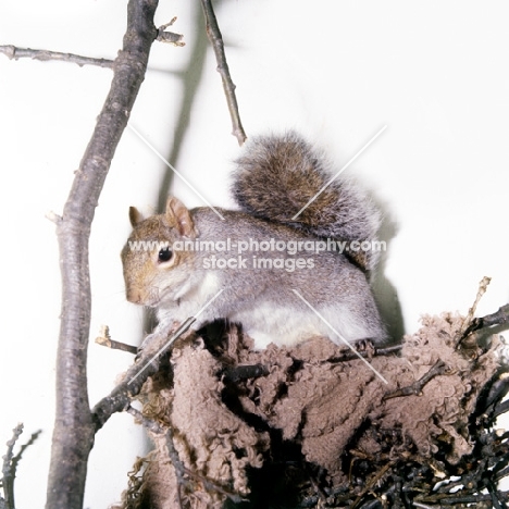 tame grey squirrel, trained as a model and film star