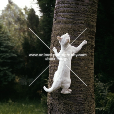 foreign white cat climbing a tree