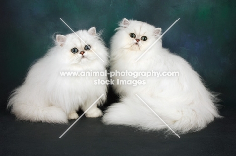 two chinchilla cats